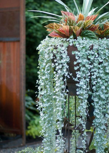 plants for seaside balcony